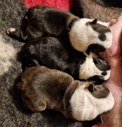 o-litter 
