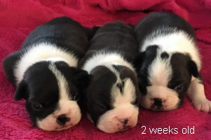 h-litter