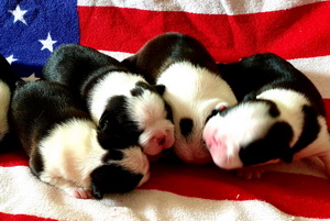 l-litter